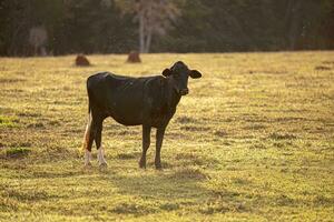 vaca Fazenda animais com muitos insetos vôo foto