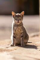 pequeno gato doméstico foto