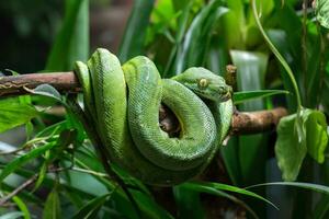 verde árvore Pitão, Morelia viridis foto