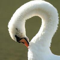 branco cisne, cygnus olor foto