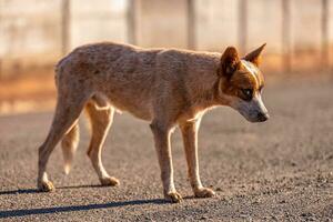 animal mamífero cachorro dentro a rua foto