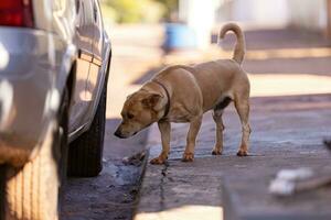 cachorro em calçada cheirando foto