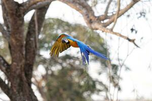 arara-azul-e-amarela adulta foto