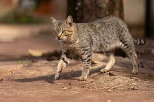 cinzento felino mamífero animal caminhando em uma calçada foto