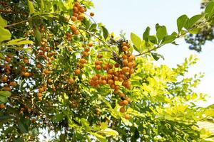 frutos amarelos de flor do céu foto