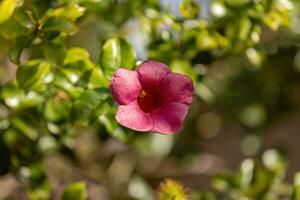 planta florida alamanda foto