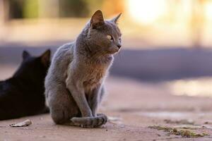 pequeno gato doméstico foto