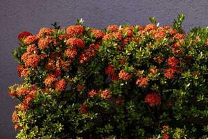 flor de planta de chama da selva vermelha foto