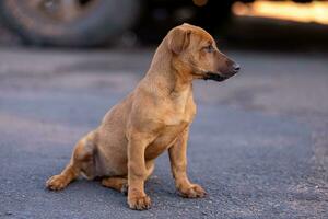 animal mamífero cachorro dentro a rua foto