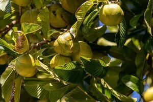 elefante maçã fruta árvore foto