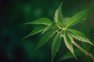 verde cannabis folha em vibrante fundo para cbd e cânhamo produtos foto