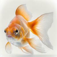 chique peixinho natação dentro isolamento em branco fundo foto