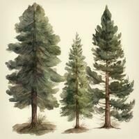 desenhado à mão aguarela pinho árvores coleção uma pacote do 7 pinho árvores para floresta cenas generativo ai foto