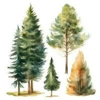 desenhado à mão aguarela abeto árvores coleção uma floresta do abeto árvores conjunto do 5 foto