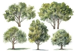 sicômoro árvore floresta coleção desenhado à mão aguarela árvores generativo ai foto