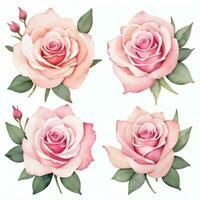 Rosa aguarela rosas clipart foto