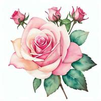 Rosa aguarela rosas clipart foto