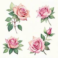 Rosa aguarela rosas clipart foto