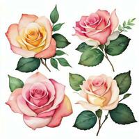 Rosa aguarela rosas clipart foto