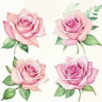 Rosa aguarela rosas clipart foto