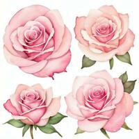 Rosa aguarela rosas clipart foto