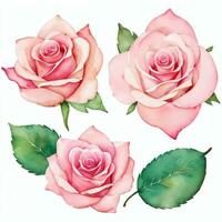 Rosa aguarela rosas clipart foto