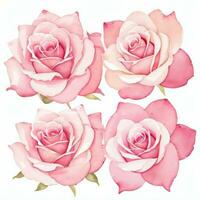 Rosa aguarela rosas clipart foto