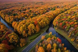 foto do a outono floresta zangão Visão