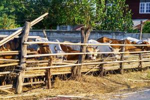 vacas em fazenda ao ar livre foto