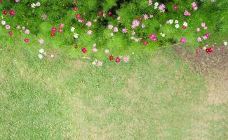 vista de cima do parque de flores cosmos foto