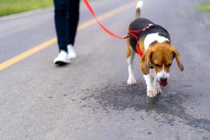 garota ao ar livre na estrada com seu cachorro foto