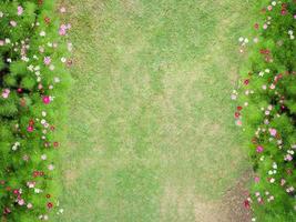 vista de cima do parque de flores cosmos foto