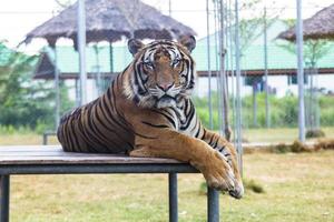 tigre no zoológico foto