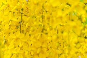 árvore de chuva dourada, fundo de flores amarelas foto