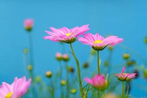 flores rosa do cosmos em um fundo azul foto