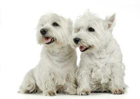 dois oeste terras altas branco terrier sentado dentro uma branco estúdio chão foto