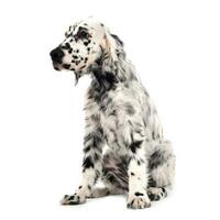 adorável cachorro Inglês normatizador dentro uma branco foto fundo