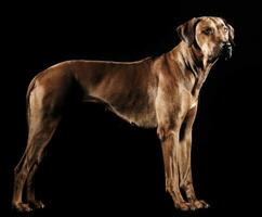 lindo Rodesiano ridgeback dentro uma Sombrio foto estúdio