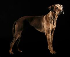 lindo Rodesiano ridgeback dentro uma Sombrio foto estúdio