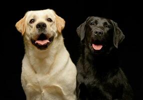 estúdio tiro do dois adorável labrador retriever foto