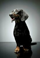 retrato do a adorável dachshund olhando curiosamente foto