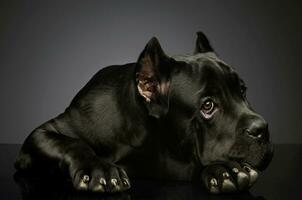 estúdio tiro do uma adorável bengala Corso cachorro foto