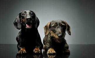 estúdio tiro do dois adorável dachshund olhando curiosamente às a Câmera foto