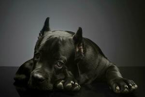 estúdio tiro do uma adorável bengala Corso cachorro foto