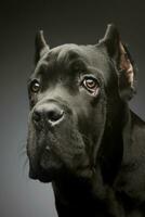 retrato do uma adorável bengala Corso cachorro foto
