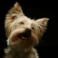 yorkshire terrier estúdio retrato dentro uma Sombrio fundo foto