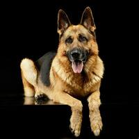estúdio tiro do a adorável alemão pastor cachorro foto