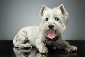 oeste terras altas branco terrier deitado em a brilhante terra foto