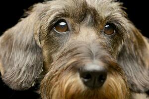 retrato do a adorável dachshund foto