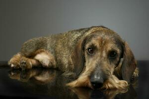 dachshund deitado em a estúdio mesa dentro uma Sombrio fundo foto